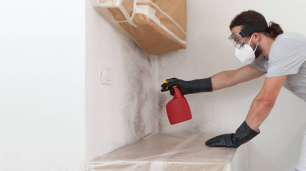 Professional Black Mold Remediation technician working in Dorchester Center, MA