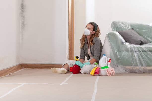 Reliable Black Mold Remediation contractor in Dorchester Center, MA by 24 Hour Mold Removal