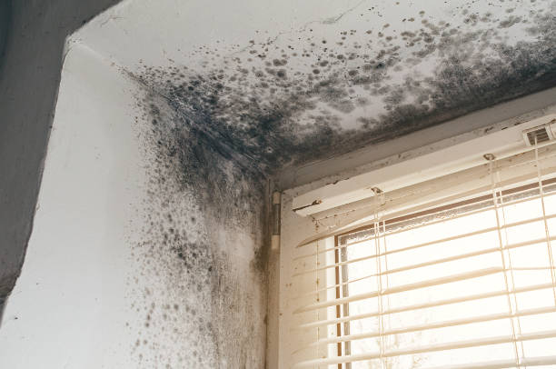 Affordable Black Mold Remediation solutions in Dorchester Center, MA